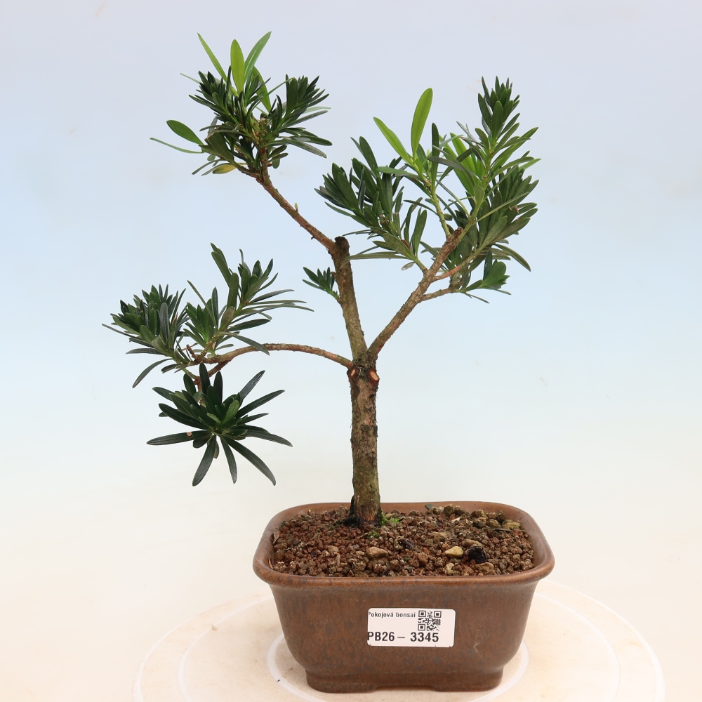 Zimmerbonsai - Podocarpus - Stein-Eibe