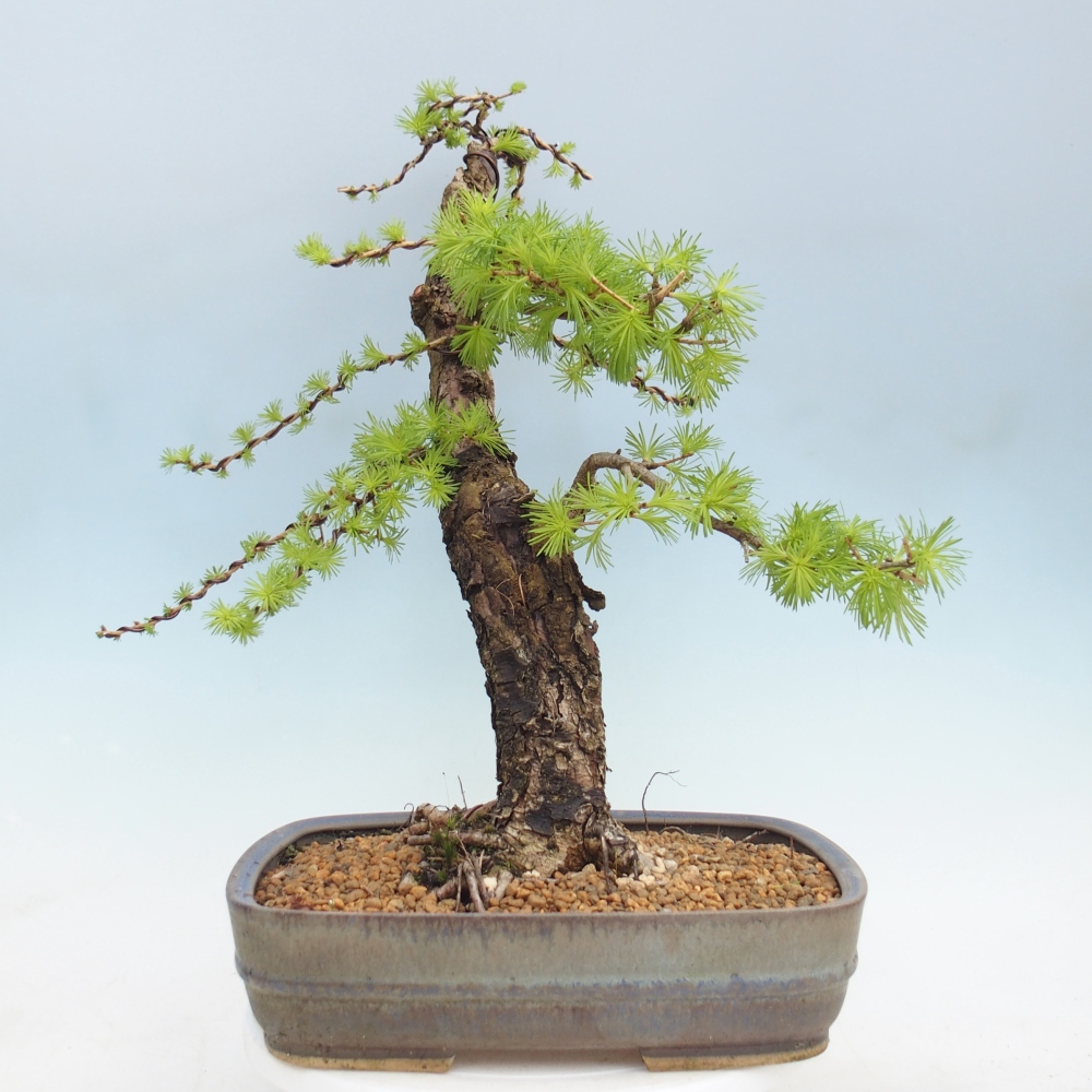 Bonsai für draußen -Larix decidua - Lärche