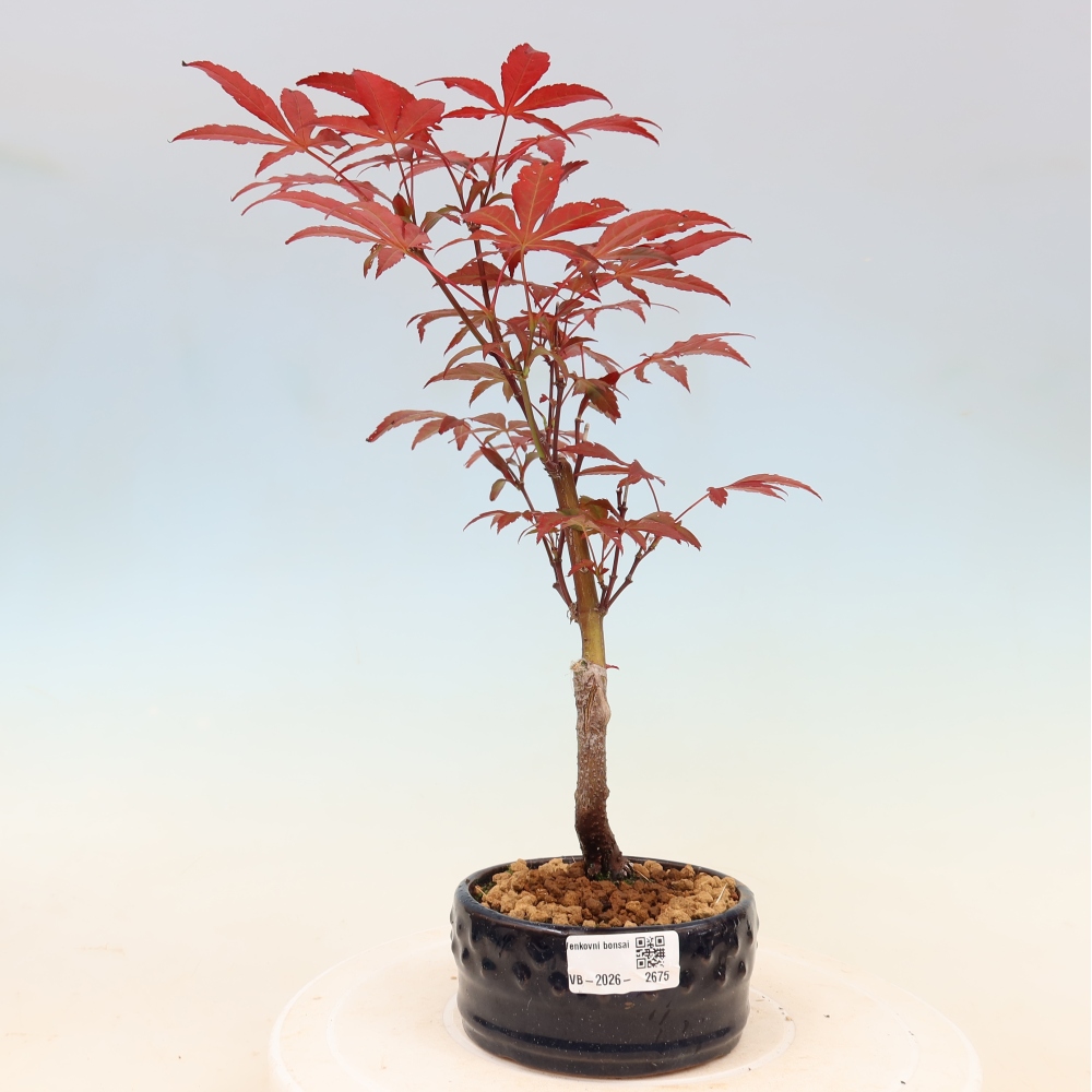 Bonsai für draußen - Acer-Palme. Atropurpureum-Javor palmate