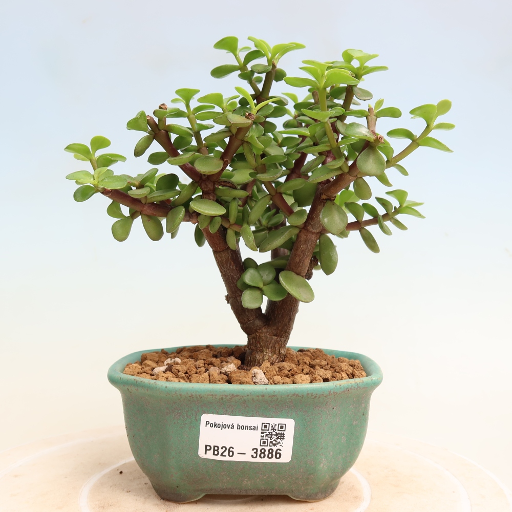 Zimmer Bonsai - Portulakaria Afra - Tlustice