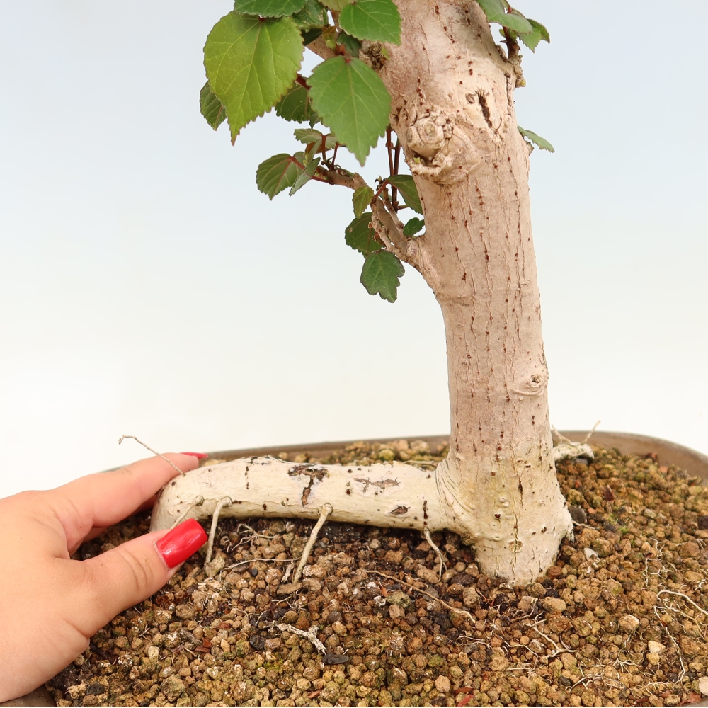 Zimmerbonsai - Hibiscus tiliaceus - Meeres-Hibiskus