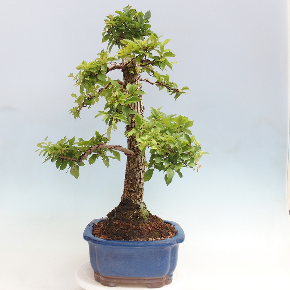 Bonsai für draußen - Zelkova - Zelkova NIRE