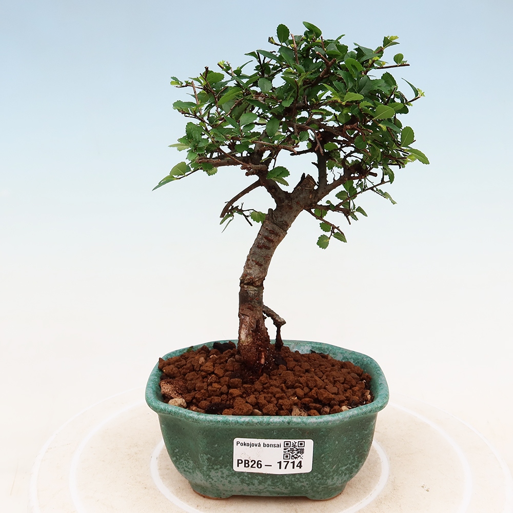 Zimmerbonsai - Ulmus parvifolia - Kleinblättrige Ulme