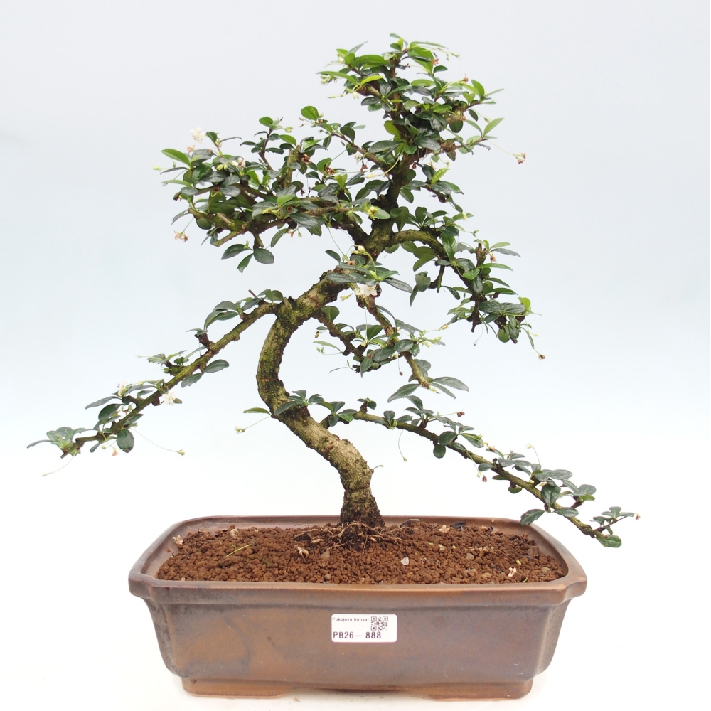 Zimmer-Bonsai - Carmona macrophylla - Tee-Fuki