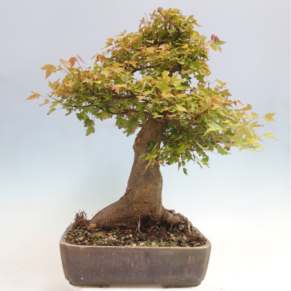 Bonsai für draußen - Acer Buergerianum - Bergahorn