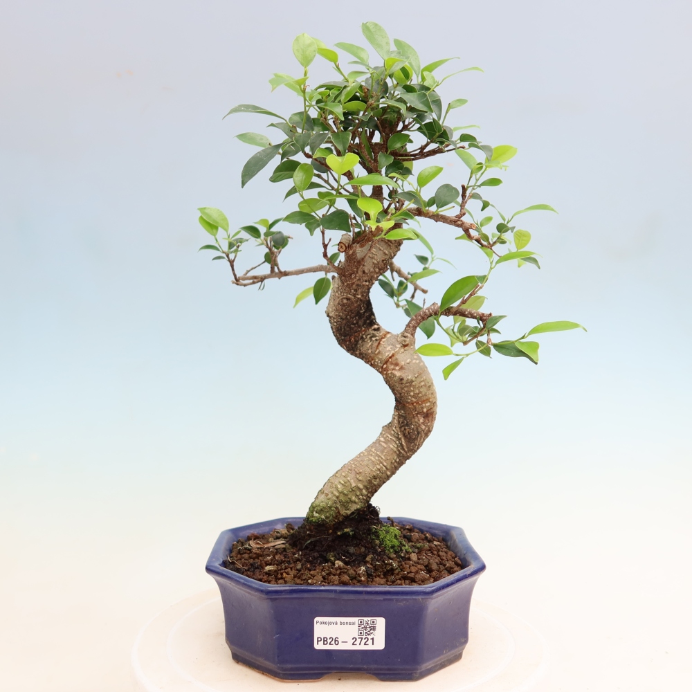 Zimmerbonsai - Ficus kimmen - Kleinblättriger Ficus