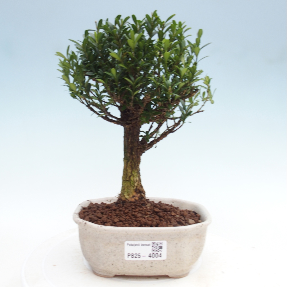 Zimmer Bonsai - Buxus harlandii - Korkbuxus