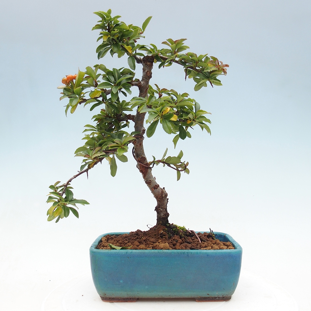 Freiland-Bonsai-Pyracantha Teton -Hlox