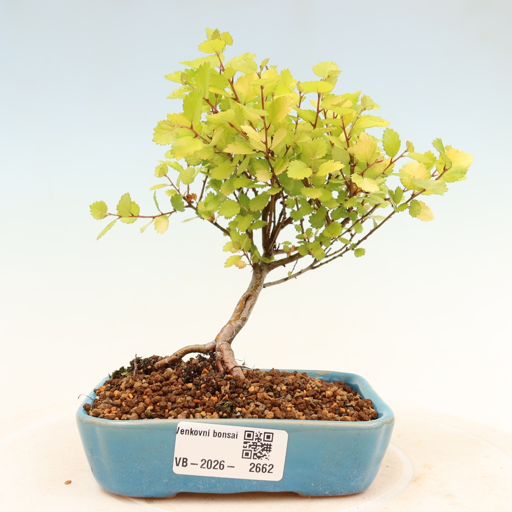 Bonsai für draußen - Zwergbirke - Betula NANA Treasure