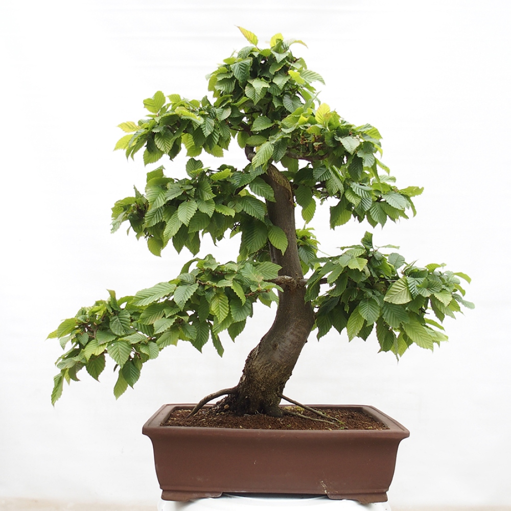 Bonsai für draußen - Hainbuche - Carpinus betulus