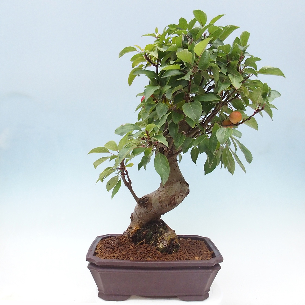 Outdoor-Bonsai -Malus halliana - Kleinfrüchtiger Apfelbaum