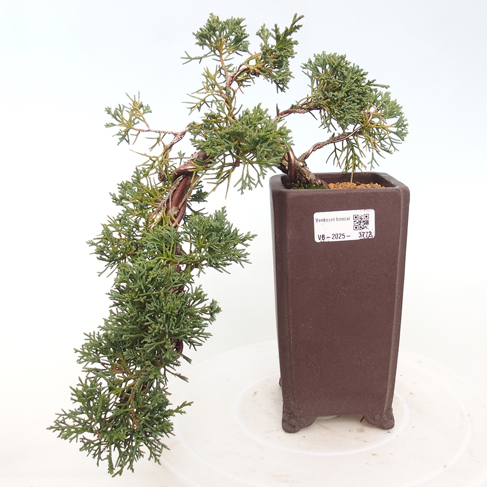 Bonsai für draußen - Juniperus chinensis Kishu