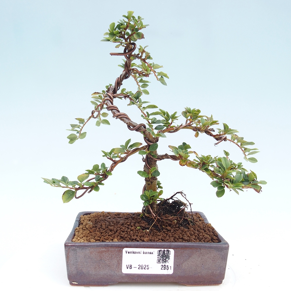 Bonsai für draußen - Cotoneaster horizontalis - Rocky Mountain