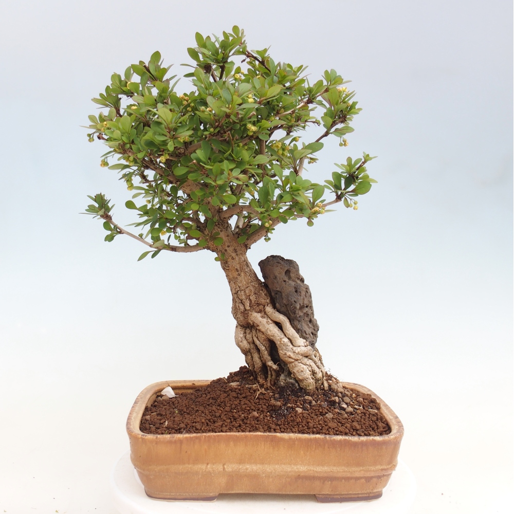 Bonsai für draußen - Berberis coreana