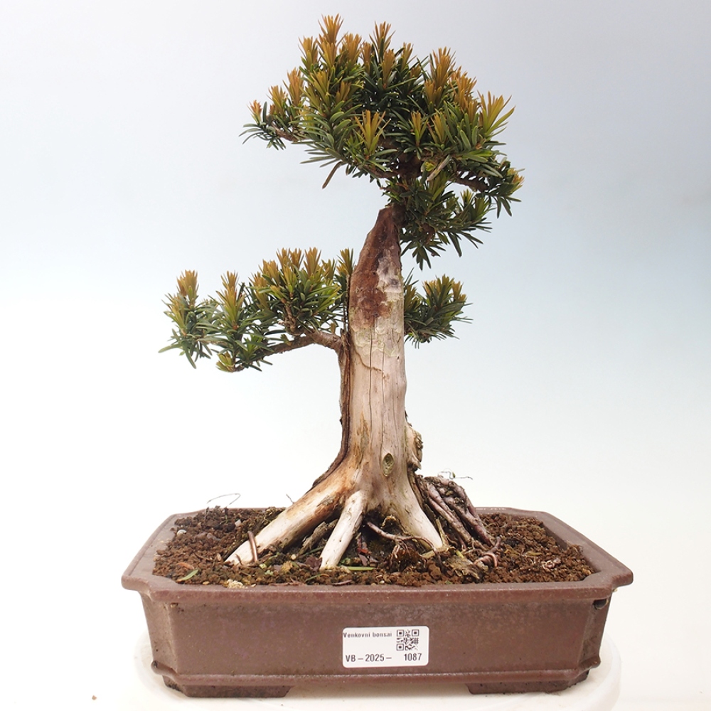 Bonsai für draußen - Taxus cuspidata - Japanische Eibe