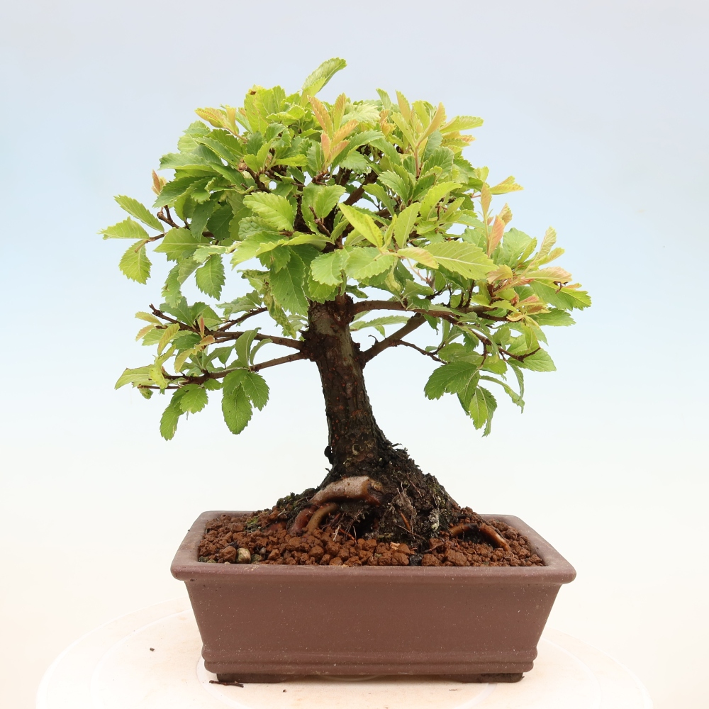 Bonsai für draußen - Zelkova - Zelkova NIRE