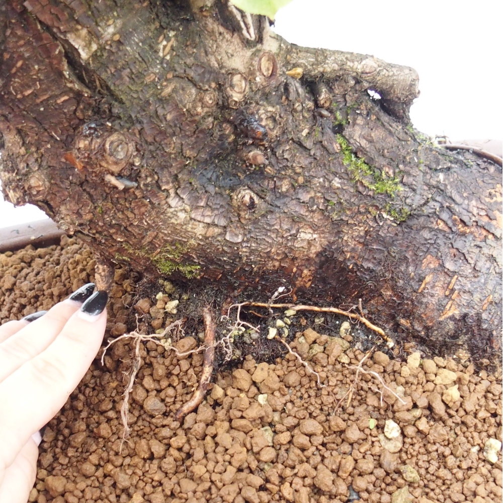 Bonsai für draußen - Mahalebka - Prunus mahaleb