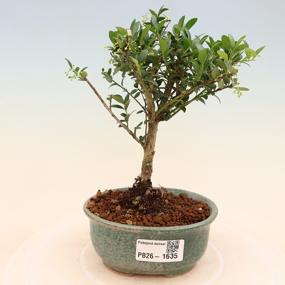 Zimmer Bonsai - Ilex crenata - Stechpalme