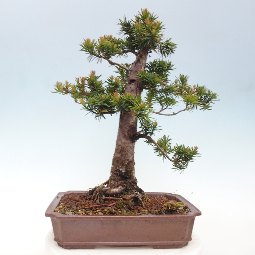 Bonsai für draußen - Taxus cuspidata - Japanische Eibe
