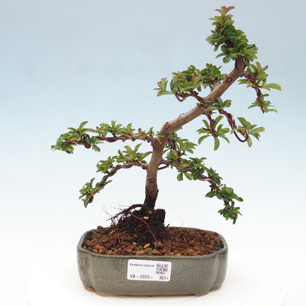 Freiland-Bonsai-Pyracantha Teton -Hlox