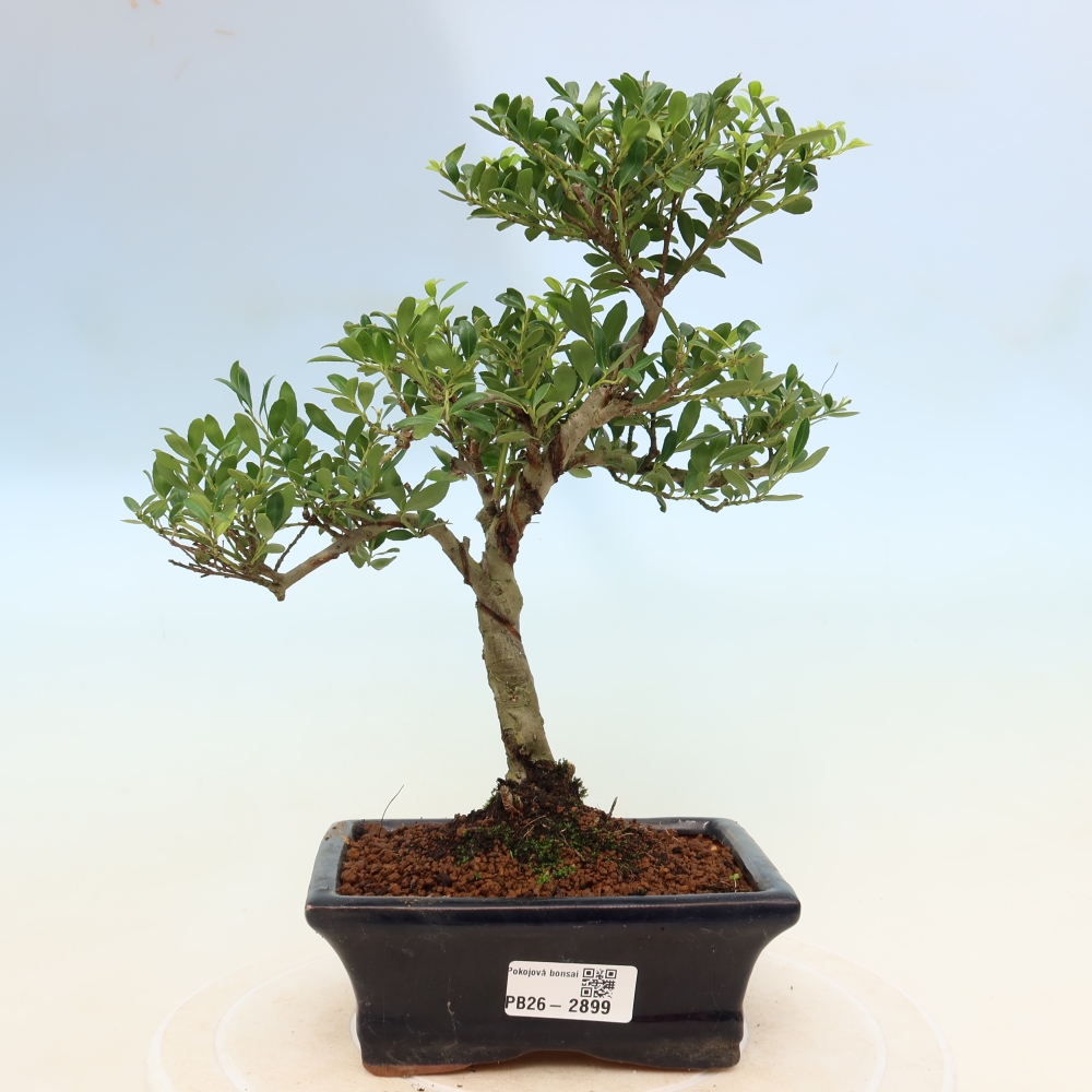 Zimmer Bonsai - Ilex crenata - Stechpalme