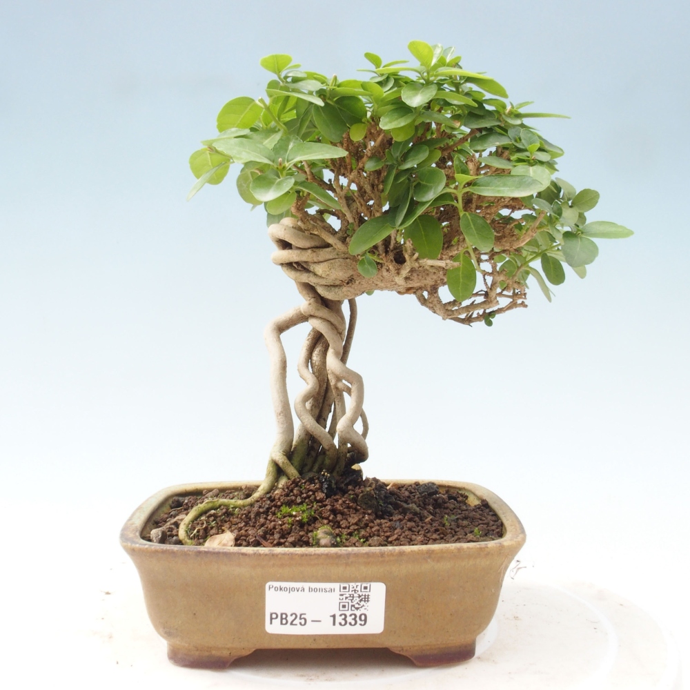 Zimmerbonsai - Premna serratifolia - Kozlovna malolista