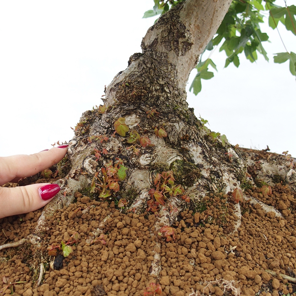 Bonsai für draußen - Französischer Ahorn - Acer Nonspessulanum