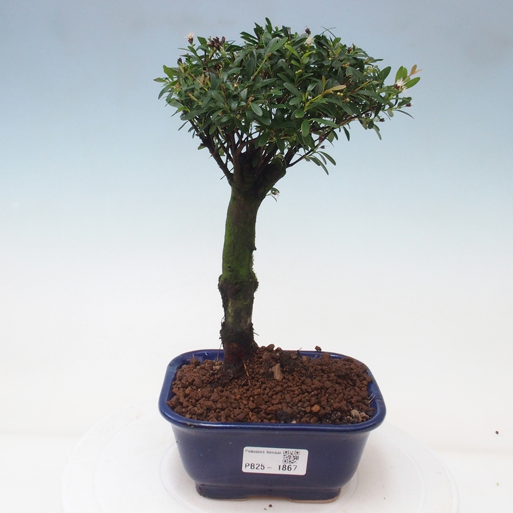 Zimmer Bonsai - Syzygium - Piment