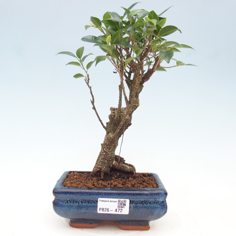 Zimmerbonsai - Ficus retusa - Kleinblättriger Ficus