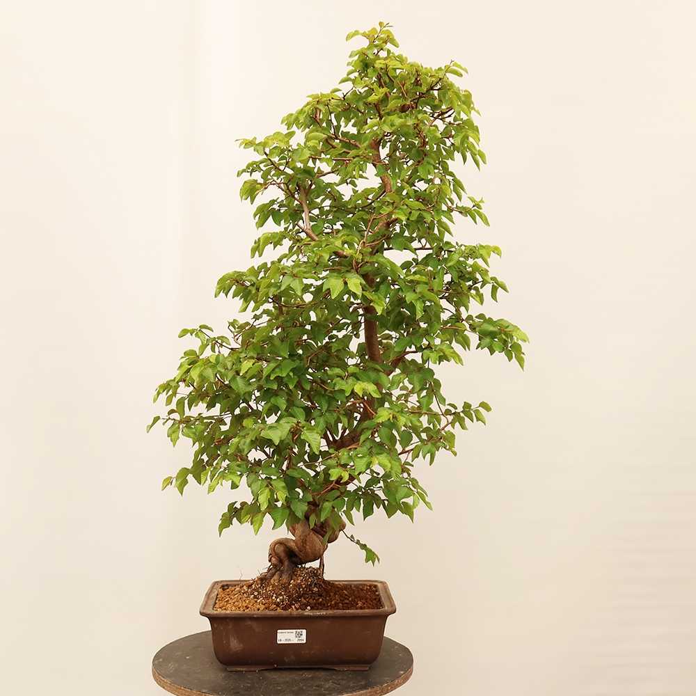 Bonsai für draußen - Karpinus Coreana - Koreanische Hainbuche