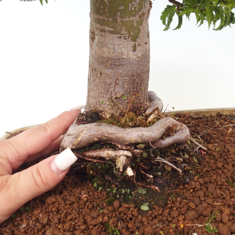 Bonsai für draußen -Javor-Palme Acer palmatum Shishigashira