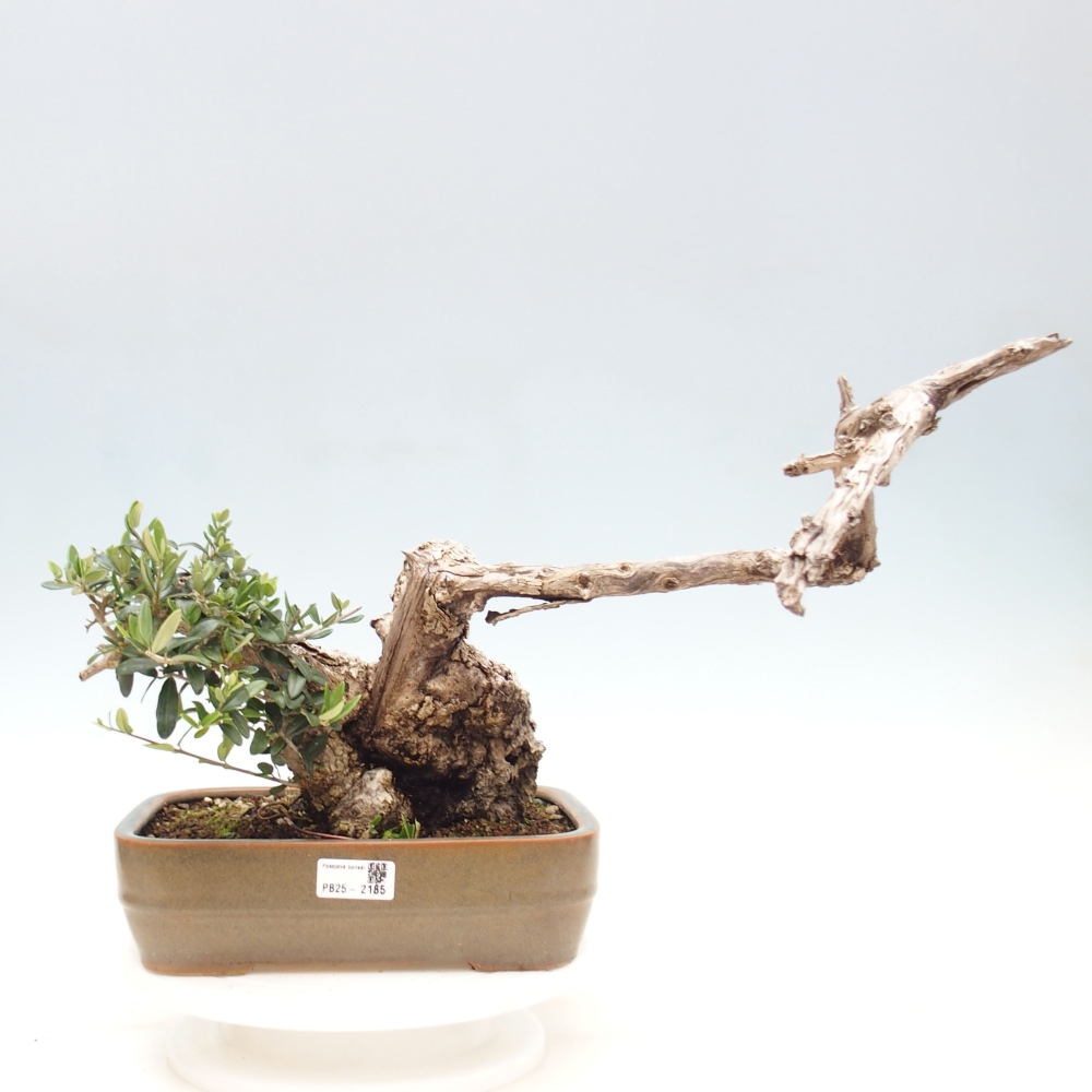 Zimmerbonsai - Olea europaea sylvestris
