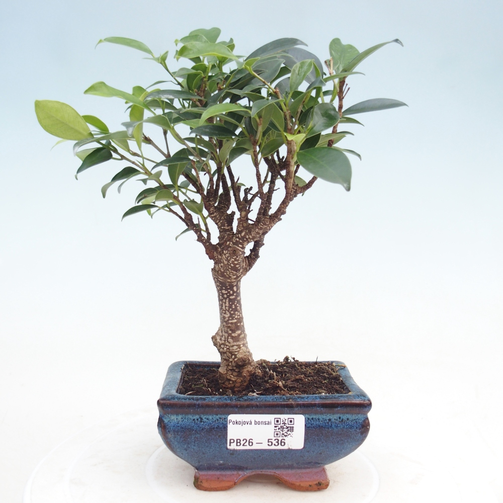 Zimmer Bonsai Ficus retusa kimmen