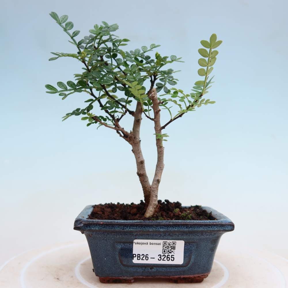 Zimmer Bonsai - Zantoxylum piperitum - Pfefferbaum