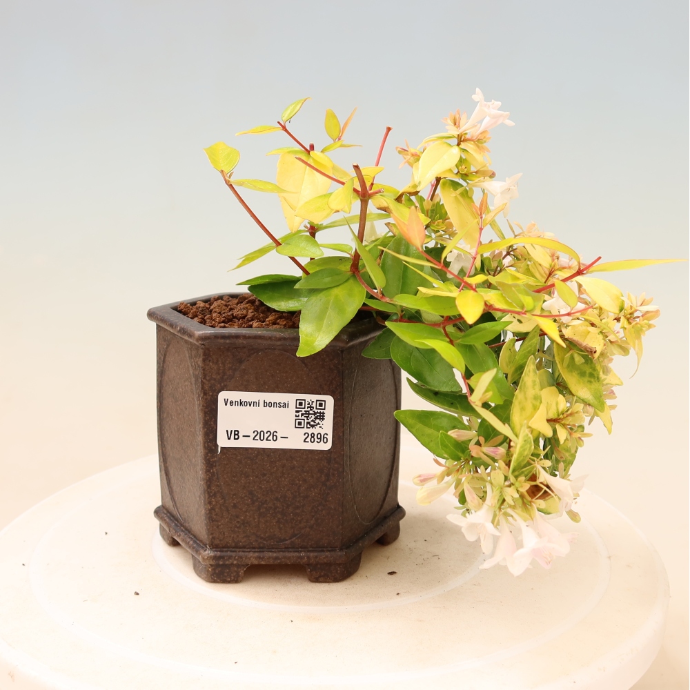 Bonsai für den Außenbereich – Abelia gr. Kleidoscope – Großblumige Abelie