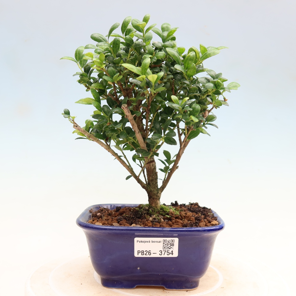 Zimmer Bonsai - Ilex crenata - Stechpalme