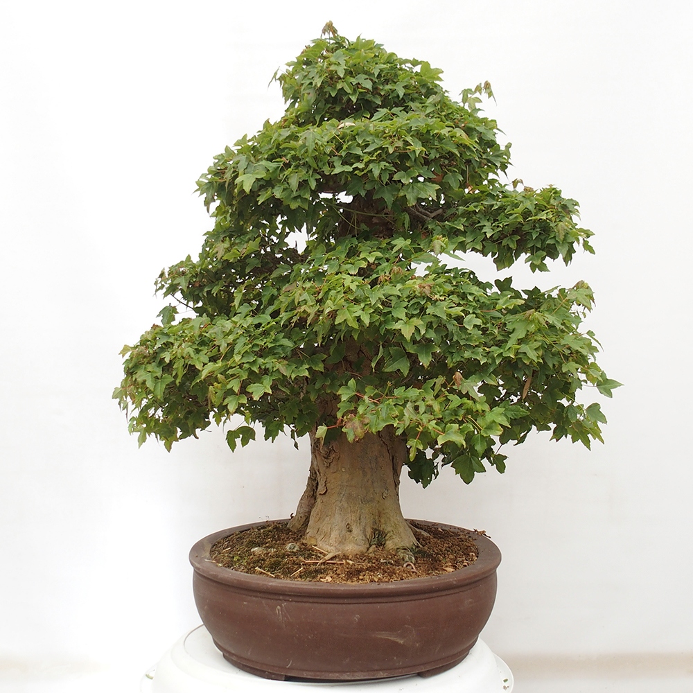 Bonsai für draußen - Acer Buergerianum - Bergahorn