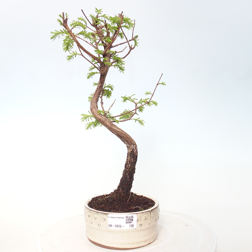 Bonsai für draußen - Metasequoia glyptostroboides - Chinesische Metasequoia