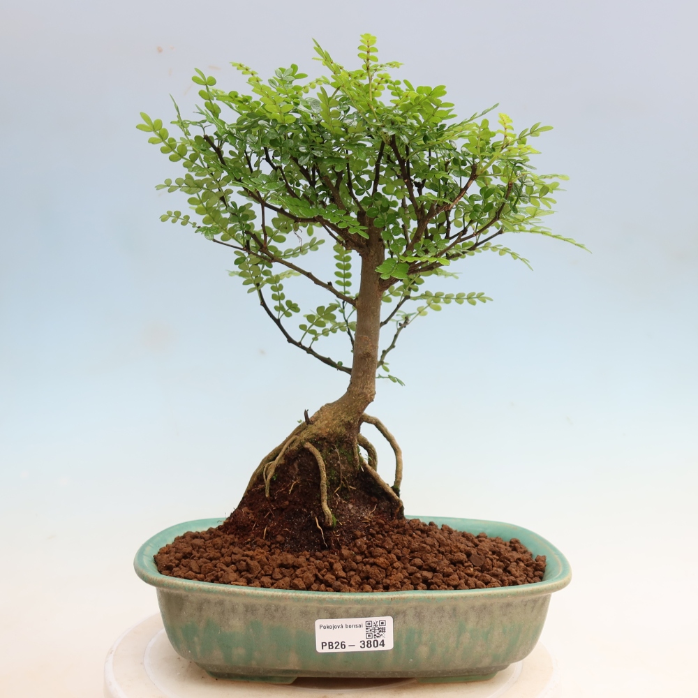 Zimmer Bonsai - Zantoxylum piperitum - Pfefferbaum