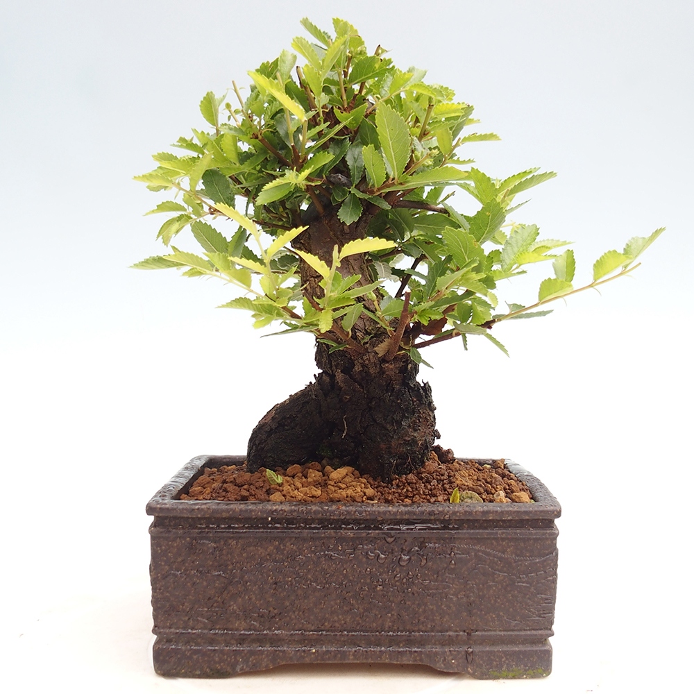 Bonsai für draußen - Zelkova - Zelkova NIRE