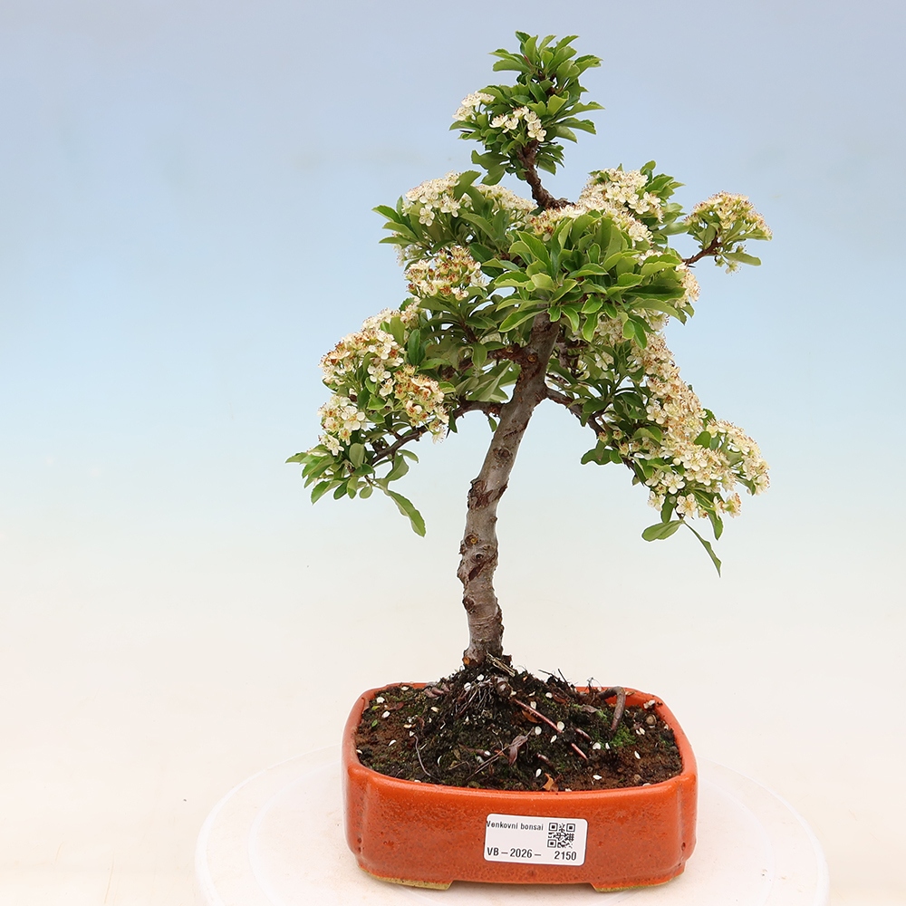 Bonsai für den Außenbereich – Pyracantha teton – Feuerdorn