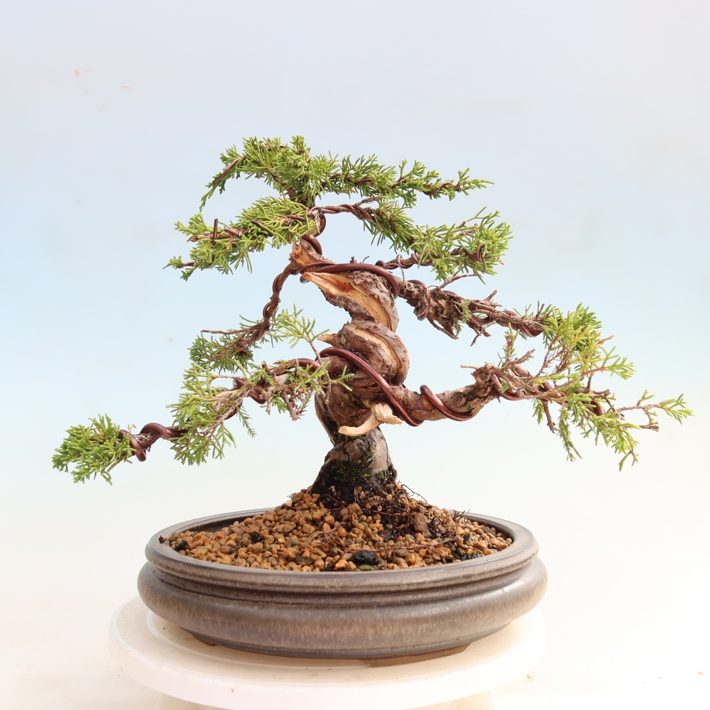 Bonsai für draußen - Juniperus chinensis Itoigawa-Juniperus chinensis