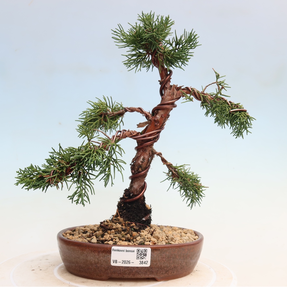 Bonsai für draußen - Juniperus chinensis Kishu