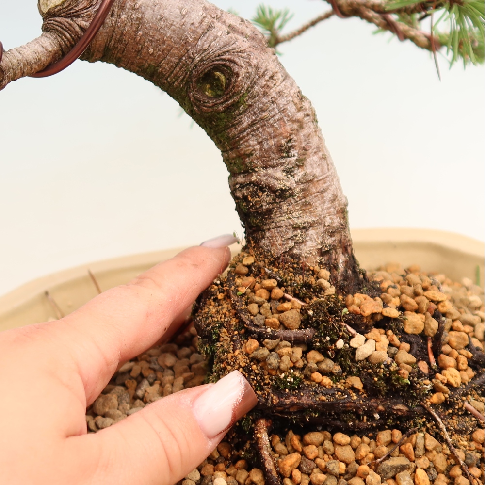 Bonsai für den Außenbereich – Pinus mugo Humpy – Zwergkiefer