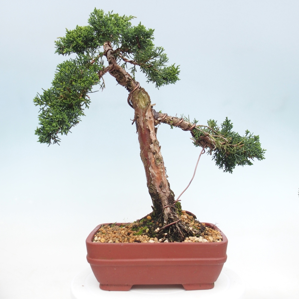 Bonsai für draußen - Juniperus chinensis Kishu