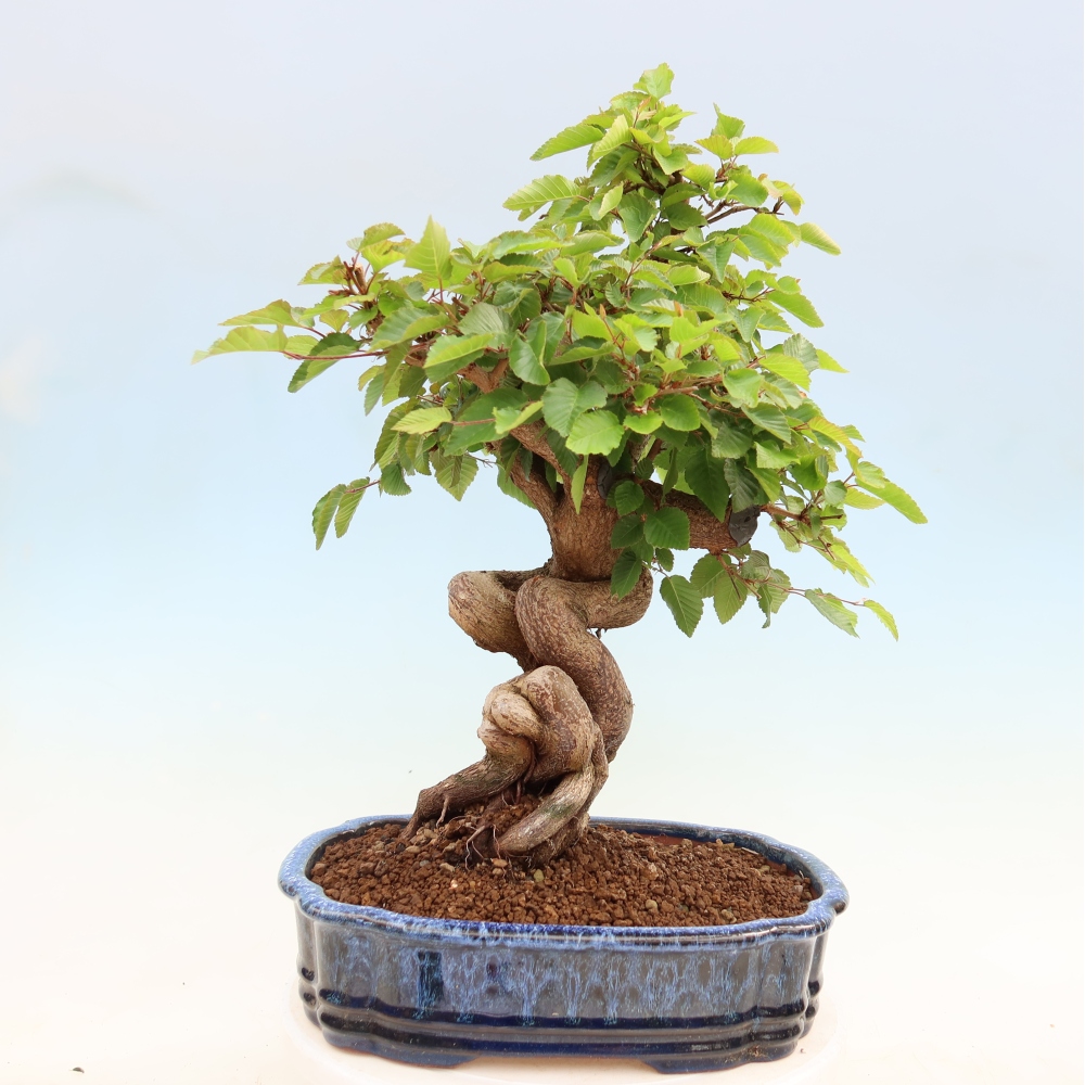 Bonsai für draußen - Karpinus Coreana - Koreanische Hainbuche
