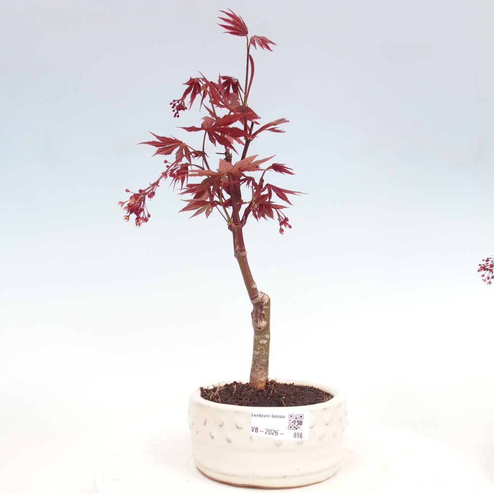Bonsai für draußen - Acer-Palme. Atropurpureum-Javor palmate
