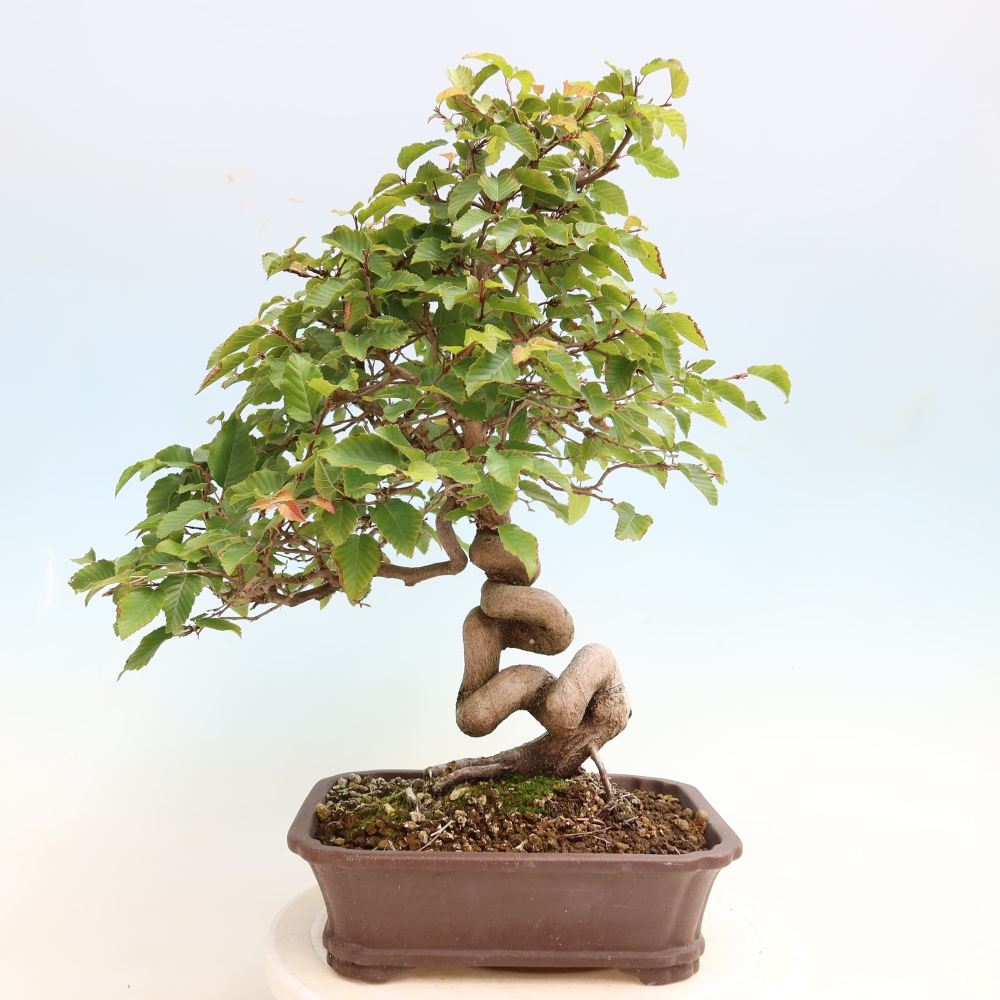 Bonsai für draußen -Carpinus CARPINOIDES - Koreanische Hainbuche