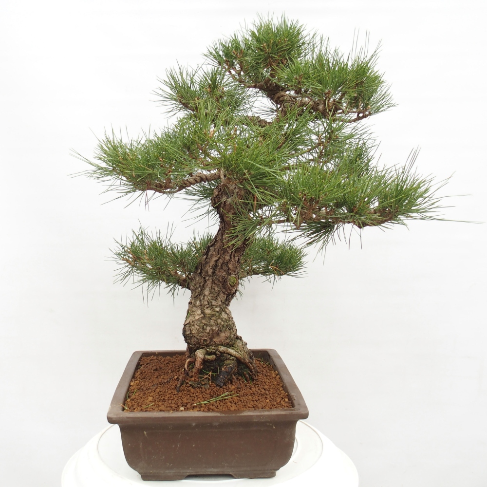 Bonsai für draußen - Pinus thunbergii - Thunberg-Kiefer