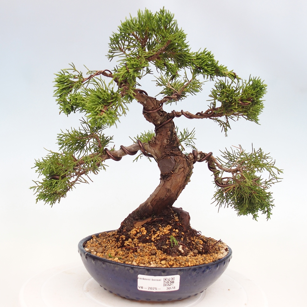 Bonsai für draußen - Juniperus chinensis Itoigawa